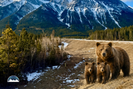 Mother’s Day in Canmore: A Guide to Celebrate Mom in the Mountains