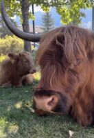 Canmore highland games coos close up