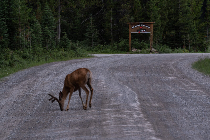 Mount Engadine: Deer in Front of Lodge Sign: Mark Jinks