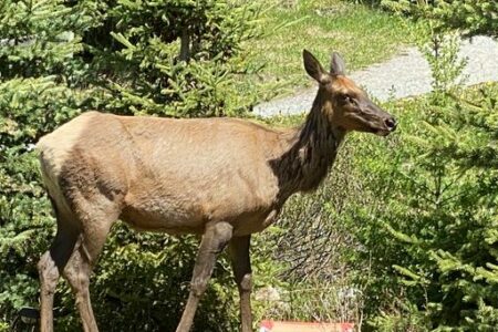 Living With Wildlife in Canmore