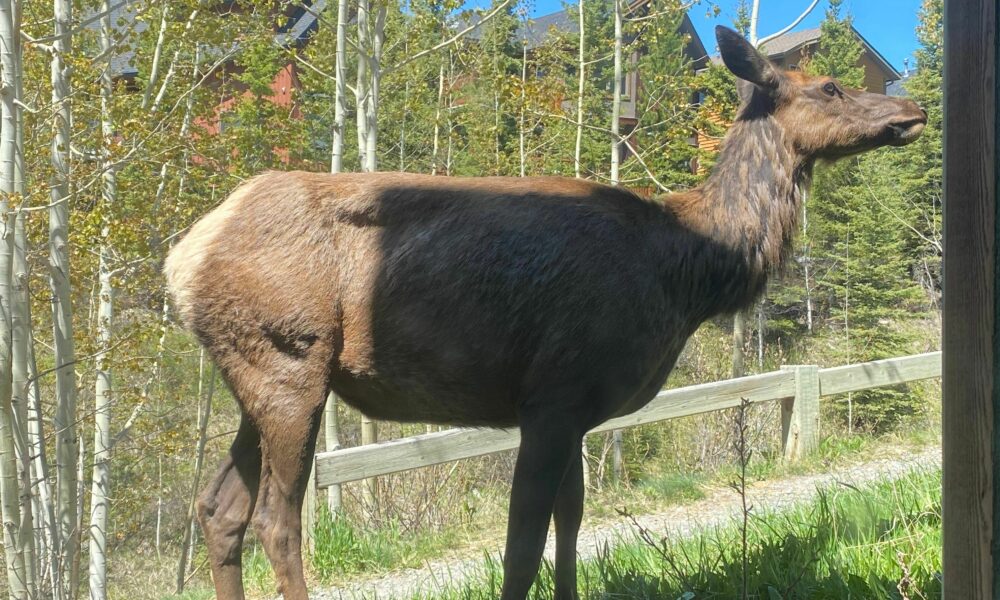 Thomas Krause Elk nearby
