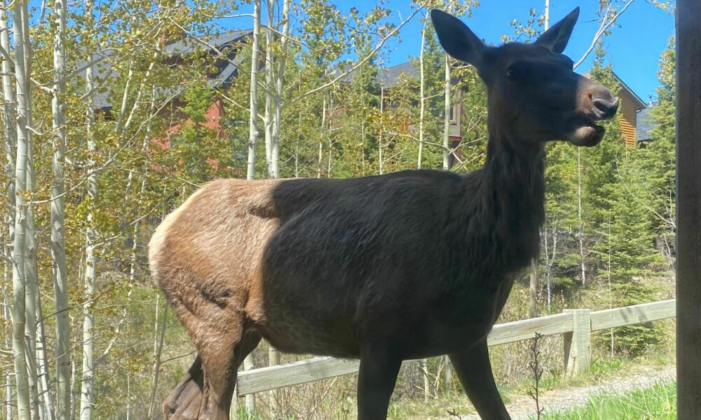 Thomas Krause Elk up close