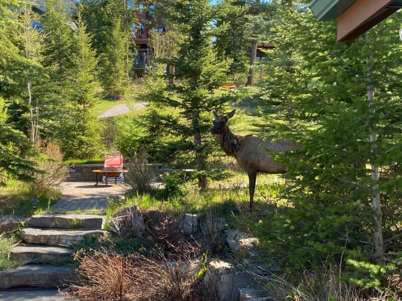 Thomas Krause Elk Eating Shrubs