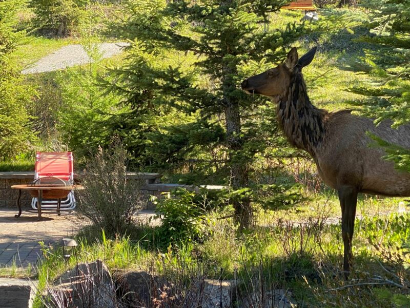 Thomas Krause Elk ignoring him