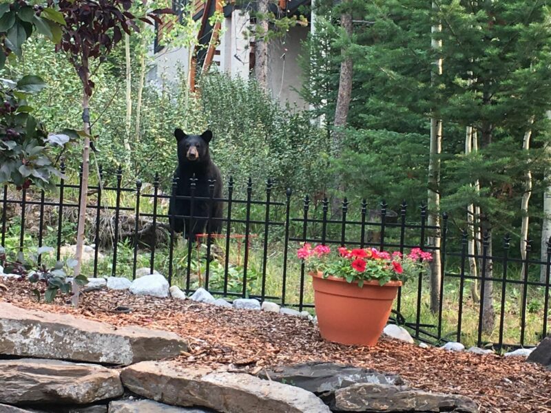 Thomas Krause bear in backyard
