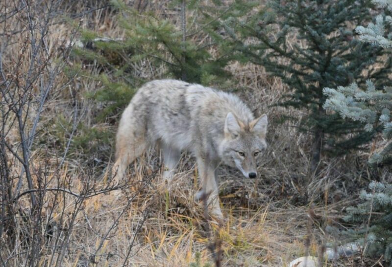 Thomas Krause coyote