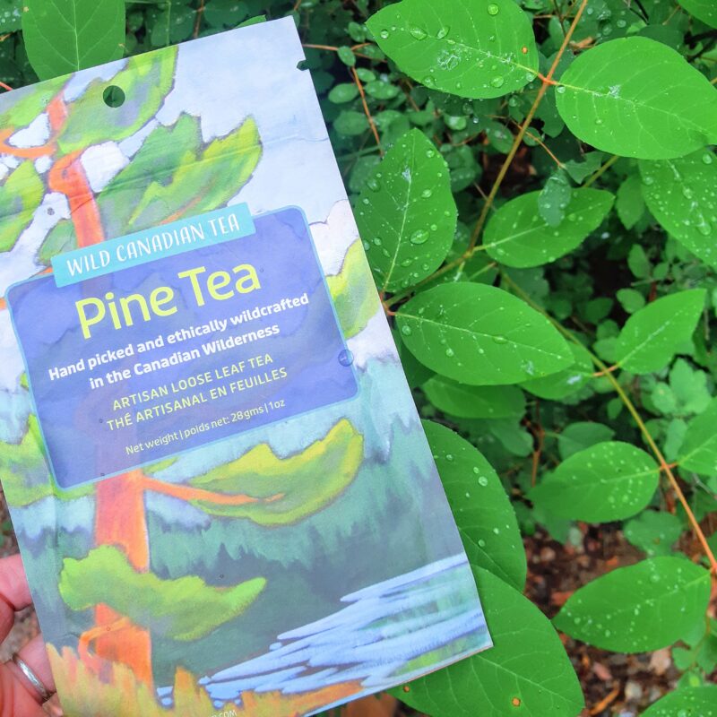 Canmore tea company Pine tea