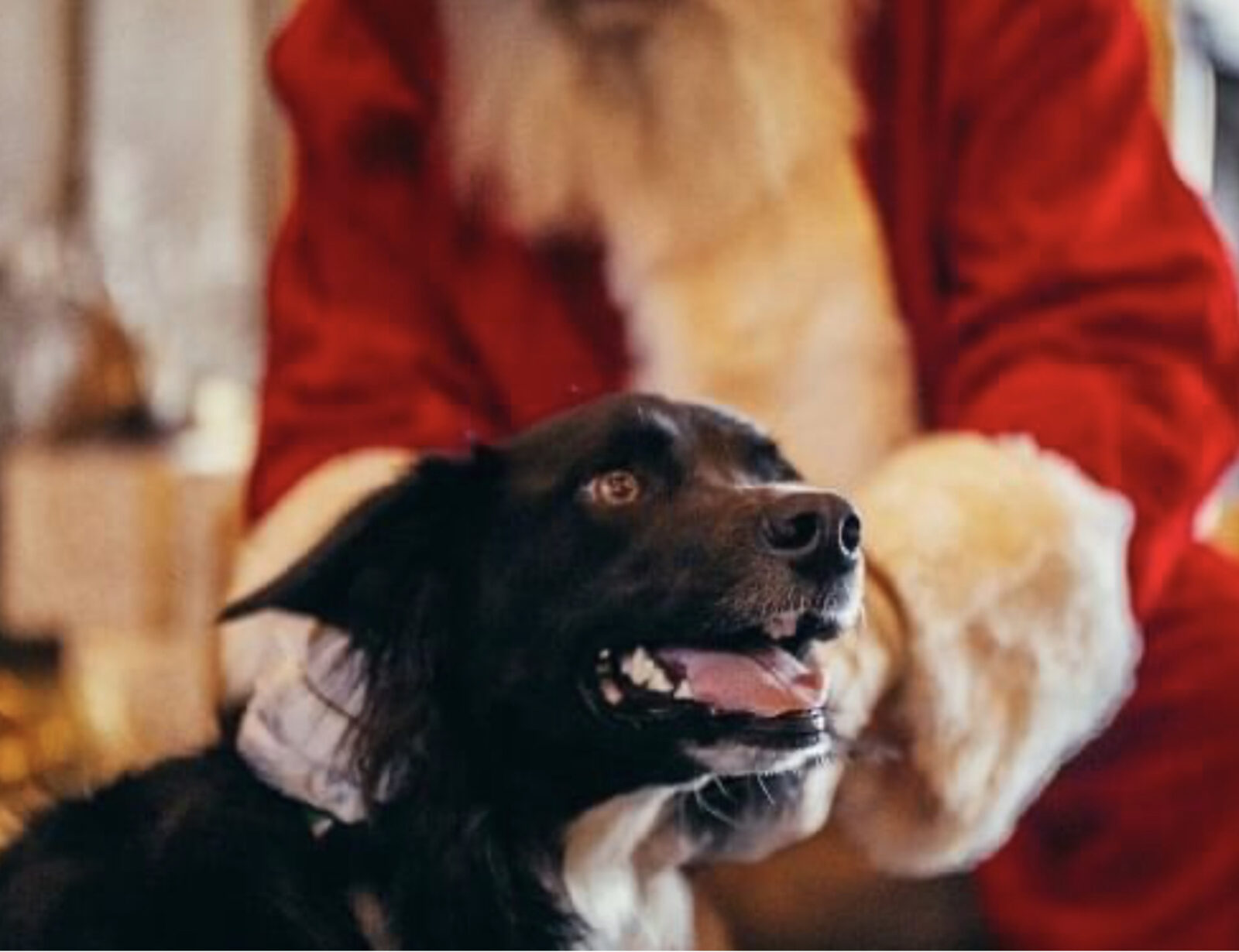Dog and Santa